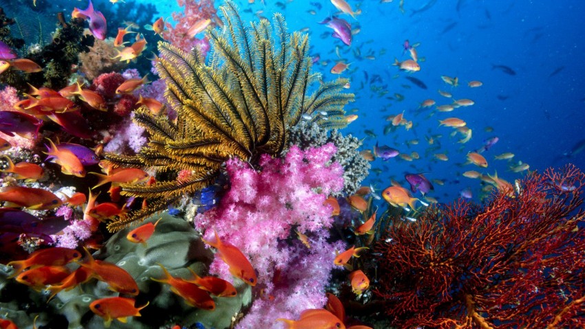 1920x1080 Sea Life HD Wallpaper and Background Image, Under Water, Water Life, Fish, Sea