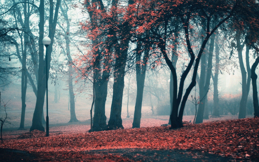 Beautiful Autumn Fog in forest, Fall  fog misty, Wallpaper