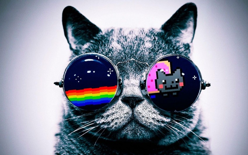 Cool Cat With Glasses Wallpaper