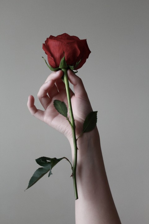 Rose in hand Images