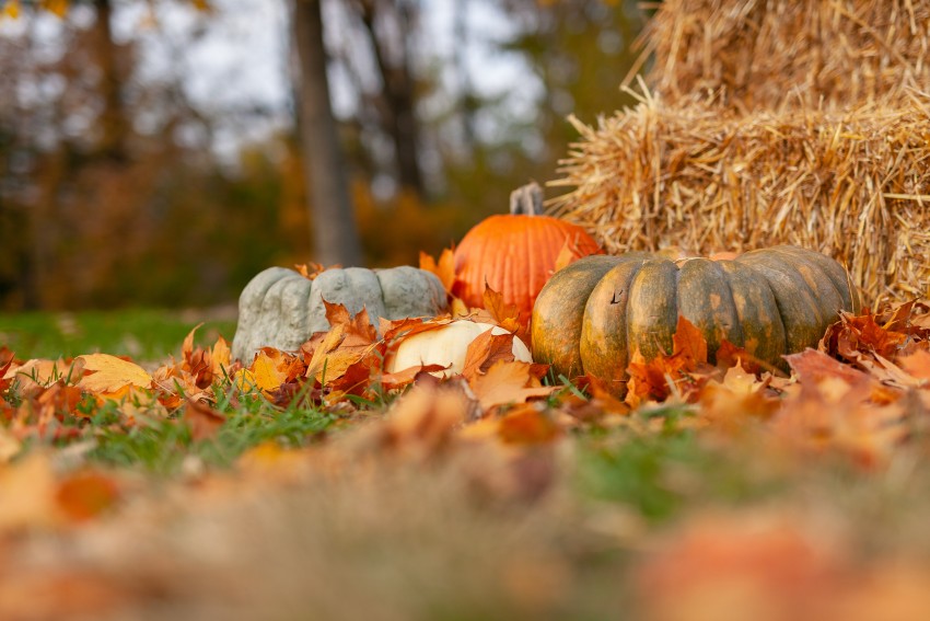 Thanksgiving HD Wallpapers, Fall Images & Pictures, Pumpkin