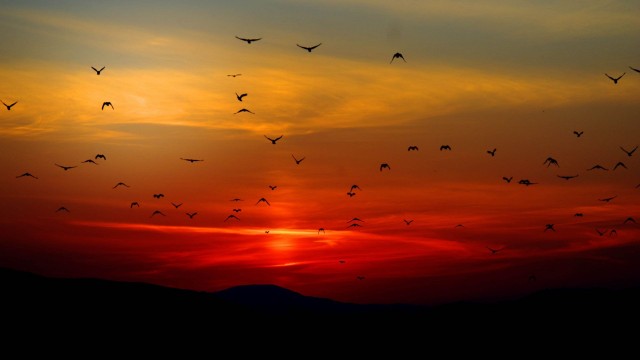 Sunset Twilight Red Sky Flying A Flock Birds, Sunset, Birds, Orange, Black, Nature