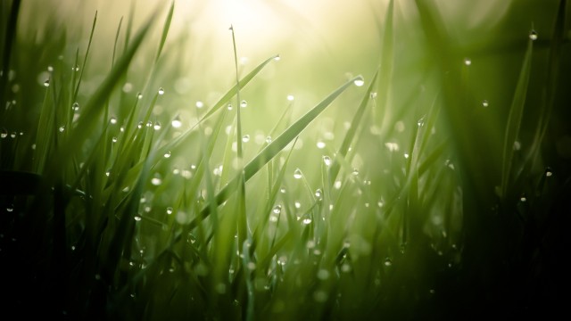 3840x2160 Morning Dew On Grass Threads 4K Ultra HD Desktop Wallpaper, Water Drop, Grass, Morning