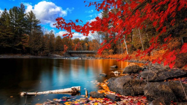 1366x768 Lake Ultra HD Wallpaper, Bridge, Red Leaf, Red tree, water, Beautiful