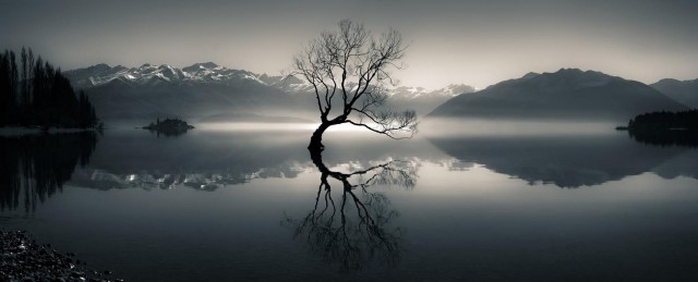 Silhouette of bare tree on body of water near mountain at daytime