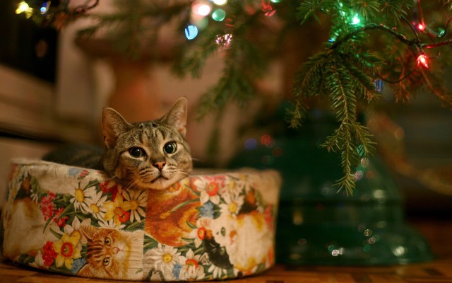 Wallpaper cat, new year, christmas tree, garland, christmas images, pic