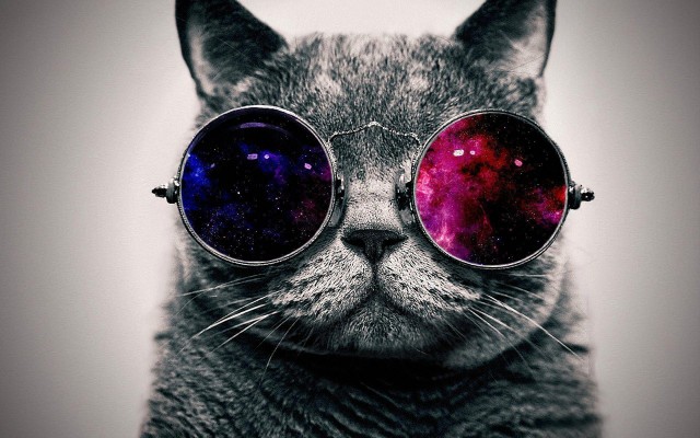 Cool Cat with Glasses Wallpaper