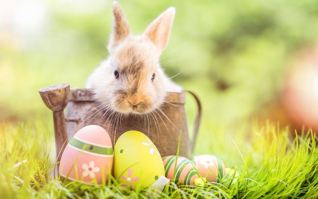 Easter bunny, Happy Easter Wallpaper