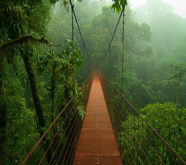 Bridge, Green Forest Wallpaper