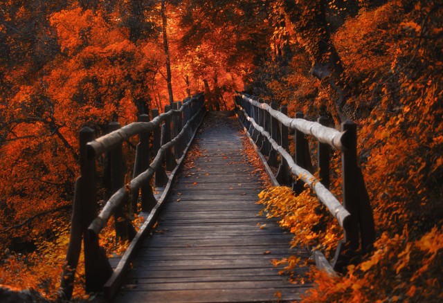 Wood Bridge in Orange Forest Wallpaper