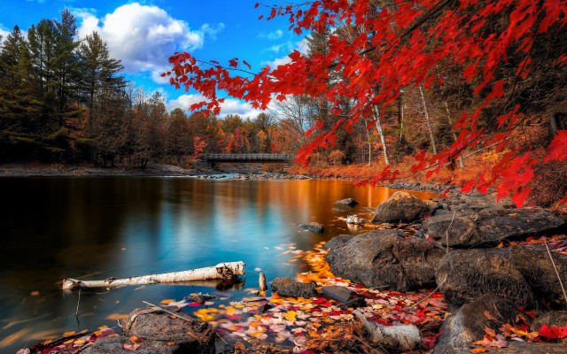 Autumn with Red and Orange Color Leaves, Backgrounds and Wallpaper