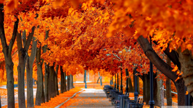 Autumn , Orange Trees Fall 4K HD Backgrounds and Wallpapers