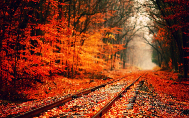 Autumn Red leaves, Fall, Nature Happy fall, Background and Wallpapers