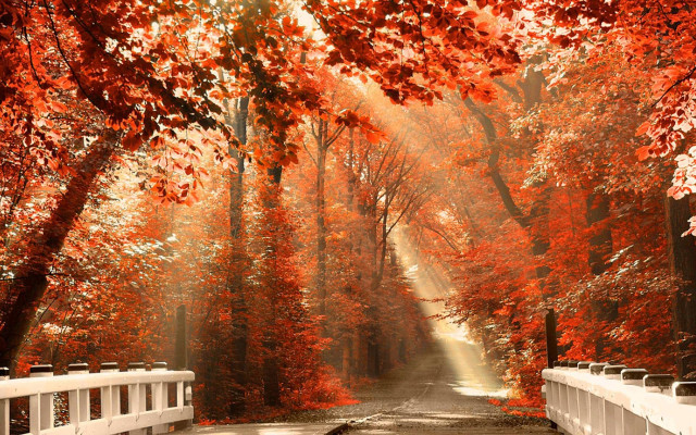 Fall, Autumn Bridge, Autumn sun rays images HD Wallpapers