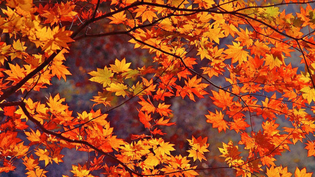 Autumn Leaves, maple leaf, Orange, Images, Wallpaper