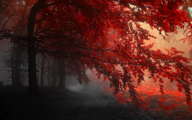 Autumn Red Forest, 4K Fall Aesthetic Wallpaper