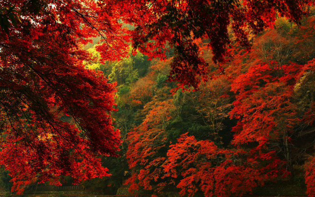 Fall Red Forest, 4K Autumn Aesthetic Wallpaper