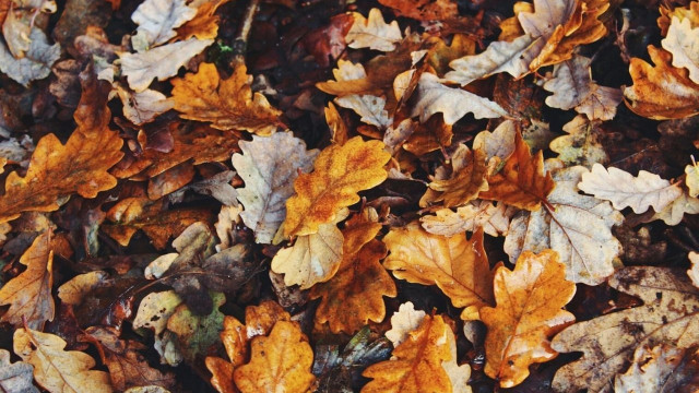 Autumn Leaves Aesthetic, Fall Leaves Aesthetic Wallpaper 2022