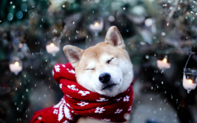 Winter, Dog, Cute Dog in Snow Wallpaper Desktop