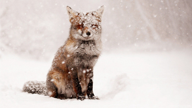 Winter, Fox, Cute Fox Snow Desktop Wallpaper 4k